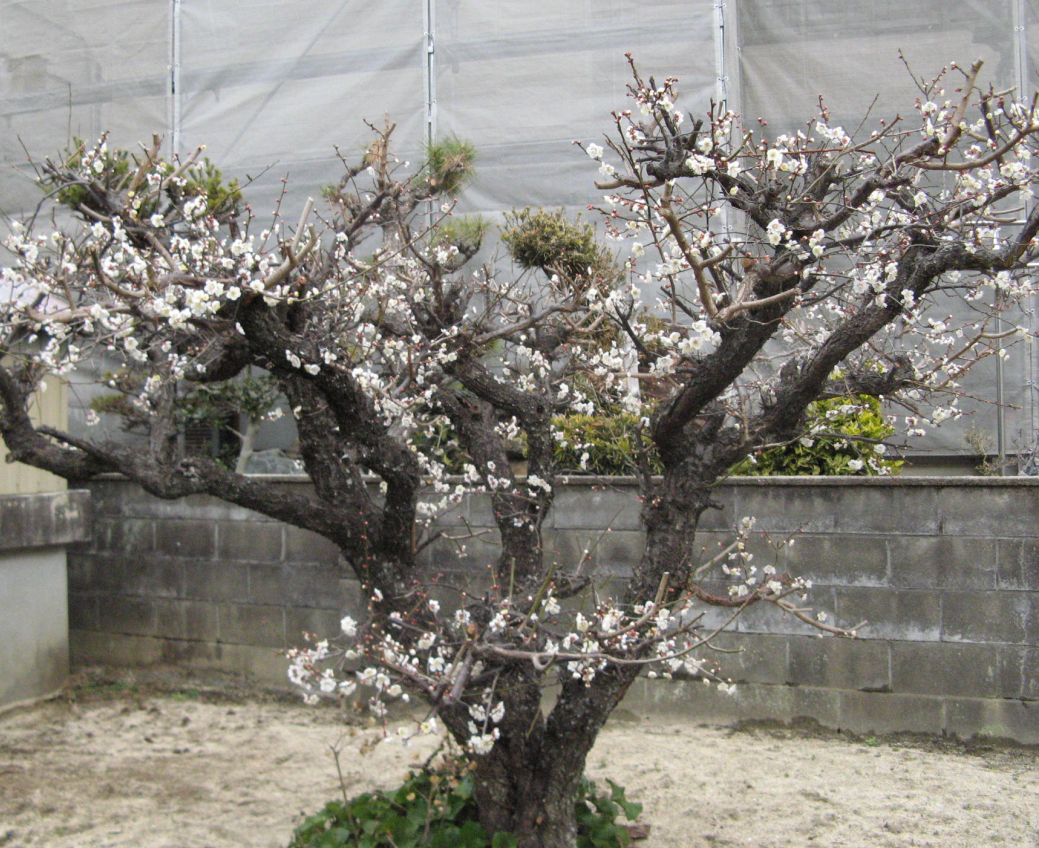 ume.png